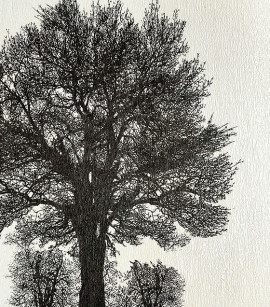 PÁG. 57 - Papel de Parede Vinílico Enchantment (Americano) - Árvore (Creme/ Preto/ Grafite)