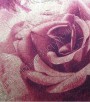 PÁG. 80 - Papel de Parede Vinílico Bling (Americano) - Rosas (Uva/ Lilás)
