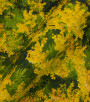 PÁG. 42 - Papel de Parede Floral Amarelo e Verde - Coleção Infinity G - Vinílico Importado