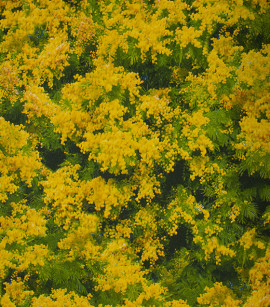 PÁG. 42 - Papel de Parede Floral Amarelo e Verde - Coleção Infinity G - Vinílico Importado