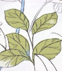 PÁG. 58 - Papel de Parede Floral Verde, Azul e Cinza - Coleção Valence - Vinilizado Importado