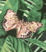 PÁG. 46 - Papel de Parede Tropical Colorido - Coleção Unique - Vinílico Importado